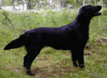 hildur_thumb