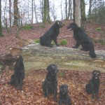 Skogspromenad 13/11 2007: Millie, Melvin, Wilma, Alfons, Viggo och Moltas
