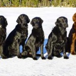 Hela gänget på isen en härlig vinterdag. Från vänster: Inga, Tora, Britta, Einar, Mimer och Hildur. Mimer är bror till Britta och ägs av Birgitta Norén.