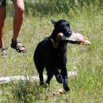 Puma under avkommebeskrivningen