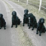 En nytagen bild på Stenkullen-gänget. Från vänster: Hildur, Eilert, Alvar, Inga & Rakel