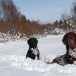 Peter och Dumle