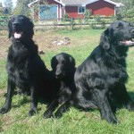 Sixten, Viggo och Moltas