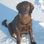 Valpkullen 2007 - Snickers