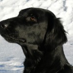 Sonja