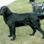 Tora på på Västras flatshow, den 19/4 2009! Tora blev 2a med Hp i juniorklass(av åtta st). Visad av Elin!
