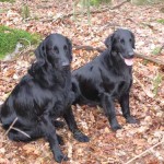 Einar och Britta
