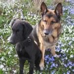Valpkullen 2005 - Vegas och Oliver