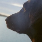 Zingo