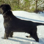 Zingo