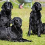 Tora, Einar och Britta