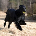 Isak