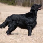 Isak